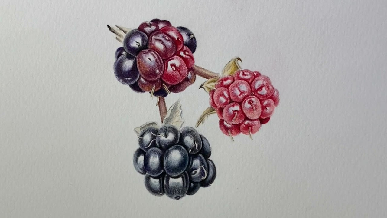 Draw Blackberries in Coloured Pencil