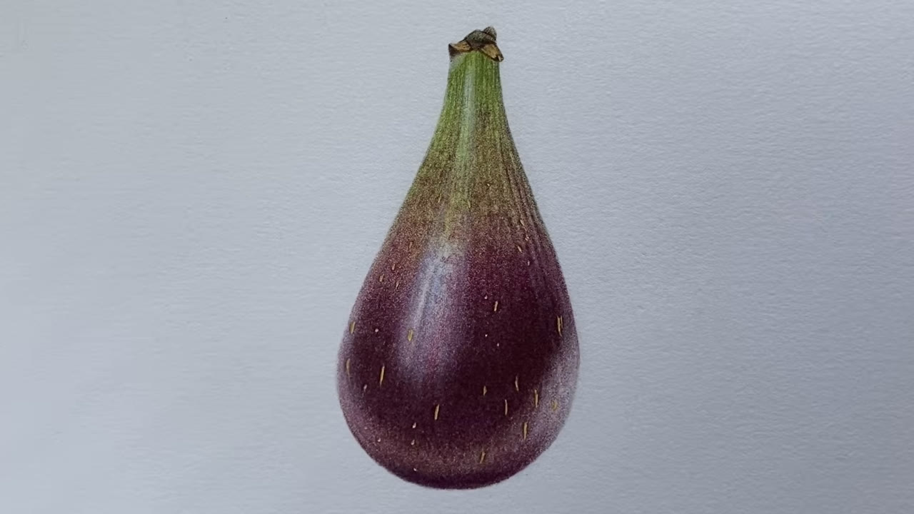 Draw a Fig in Coloured Pencil