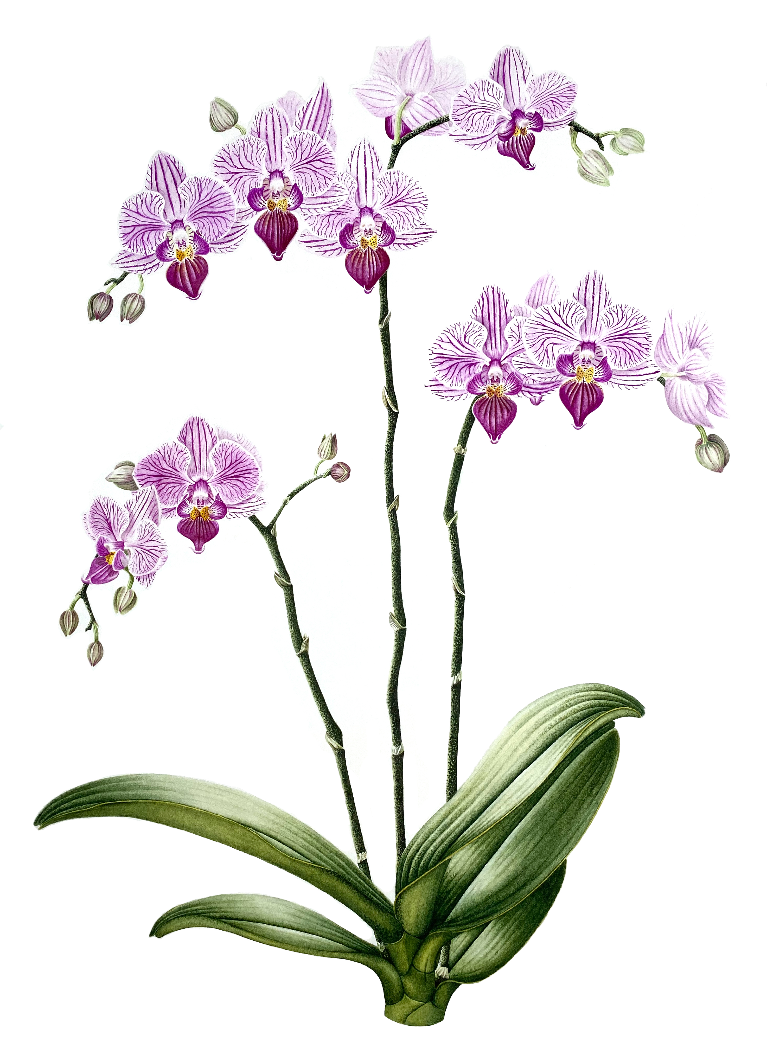 Phalaenopsis Sogo Vivien