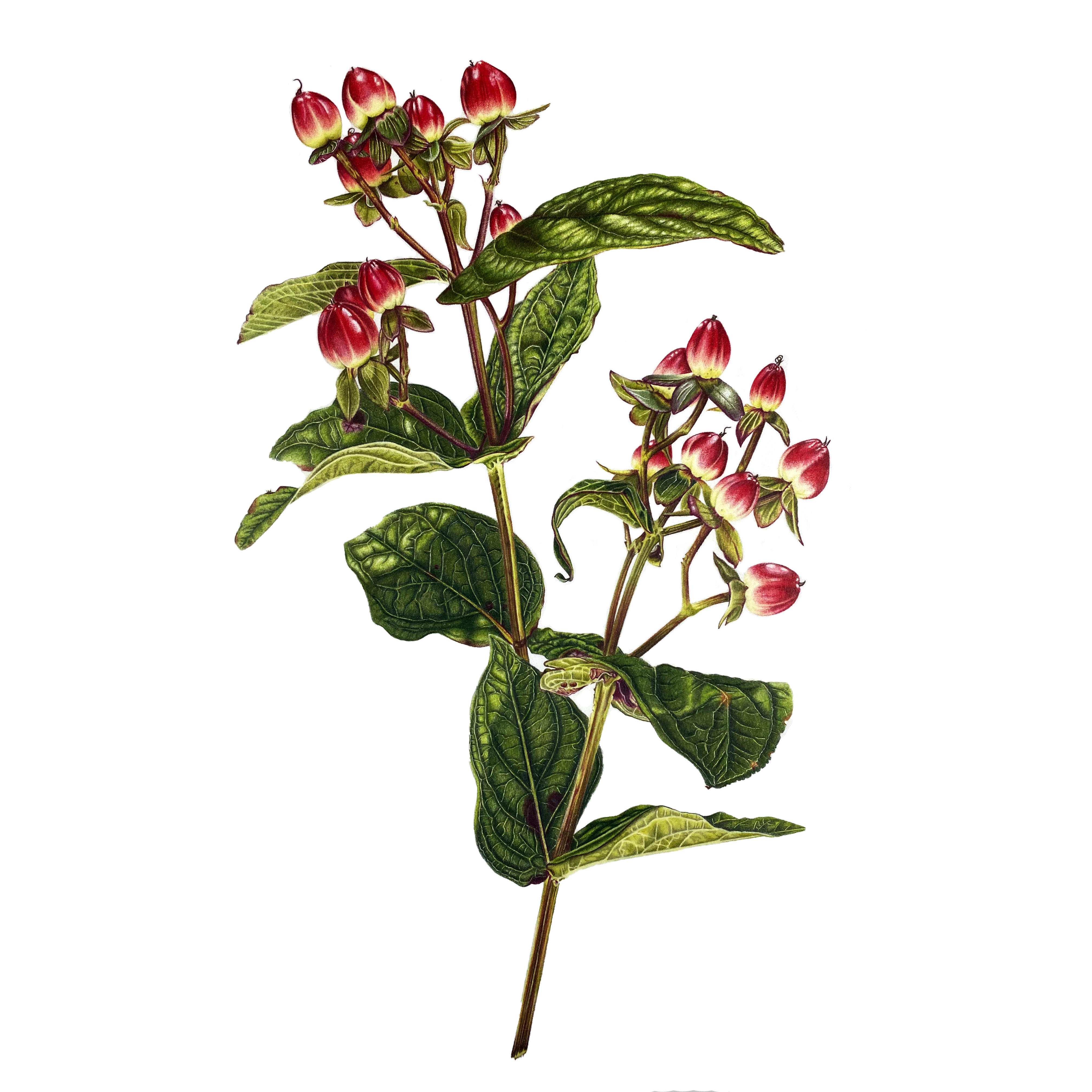 Shrubby St John's Wort