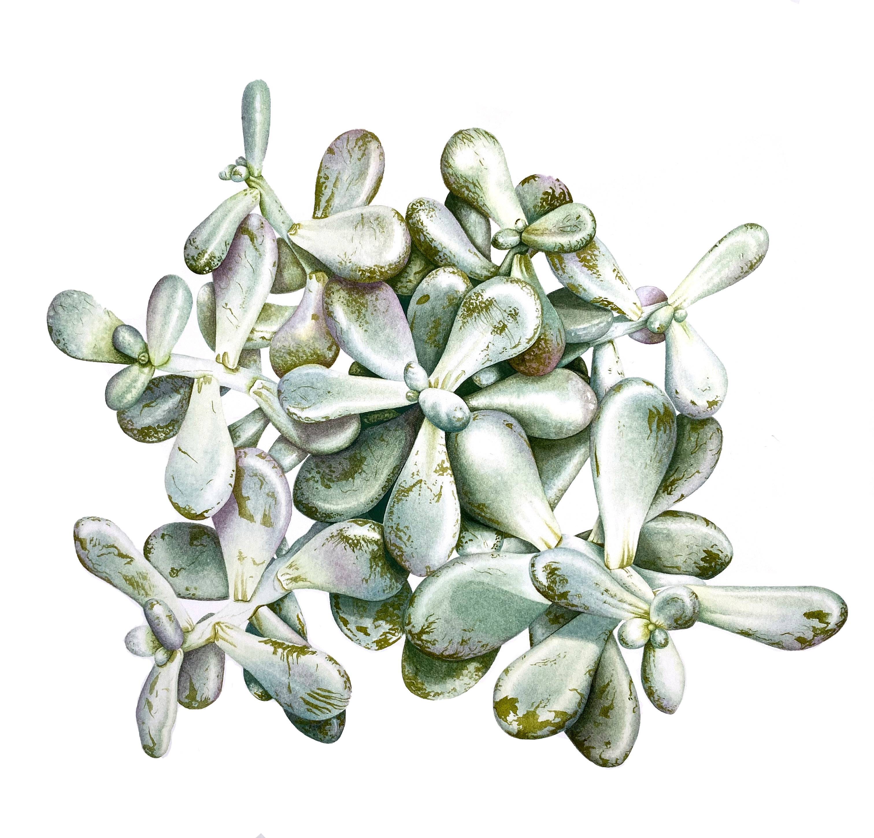 Pachyphytum oviferum