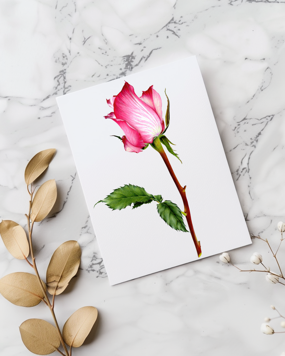 Postcard: Rose