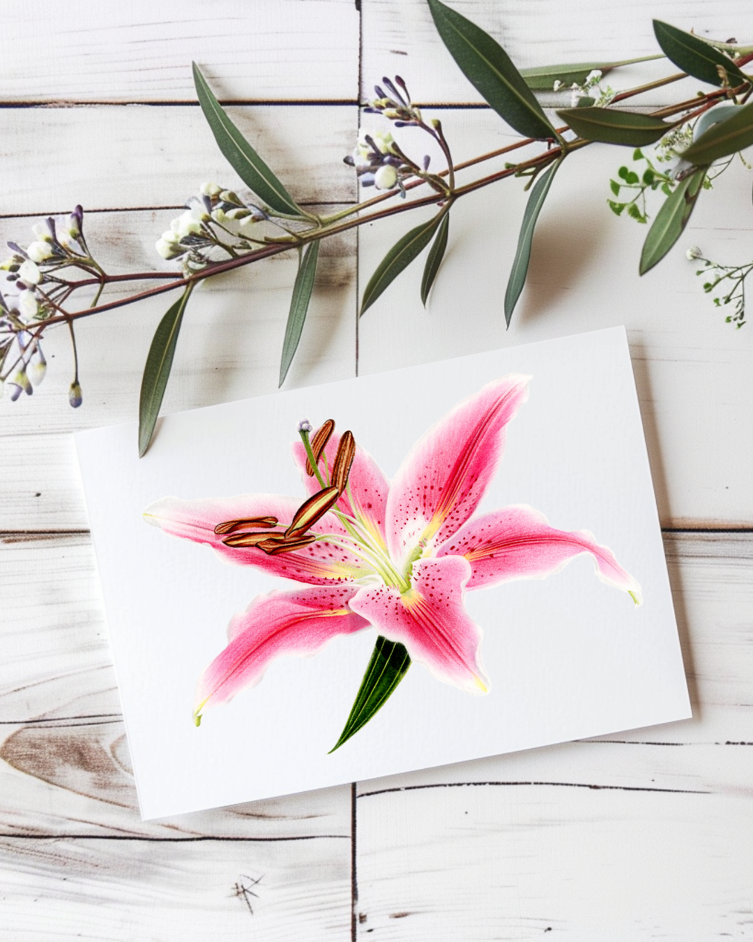 Postcard: Stargazer Lily