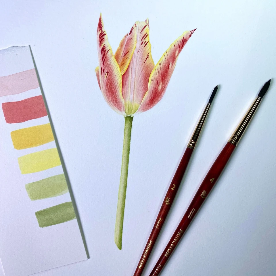 Lily-Flowered Tulip