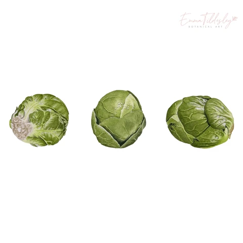 Three paintings of Brussels Sprouts, each from a different angle across the page.