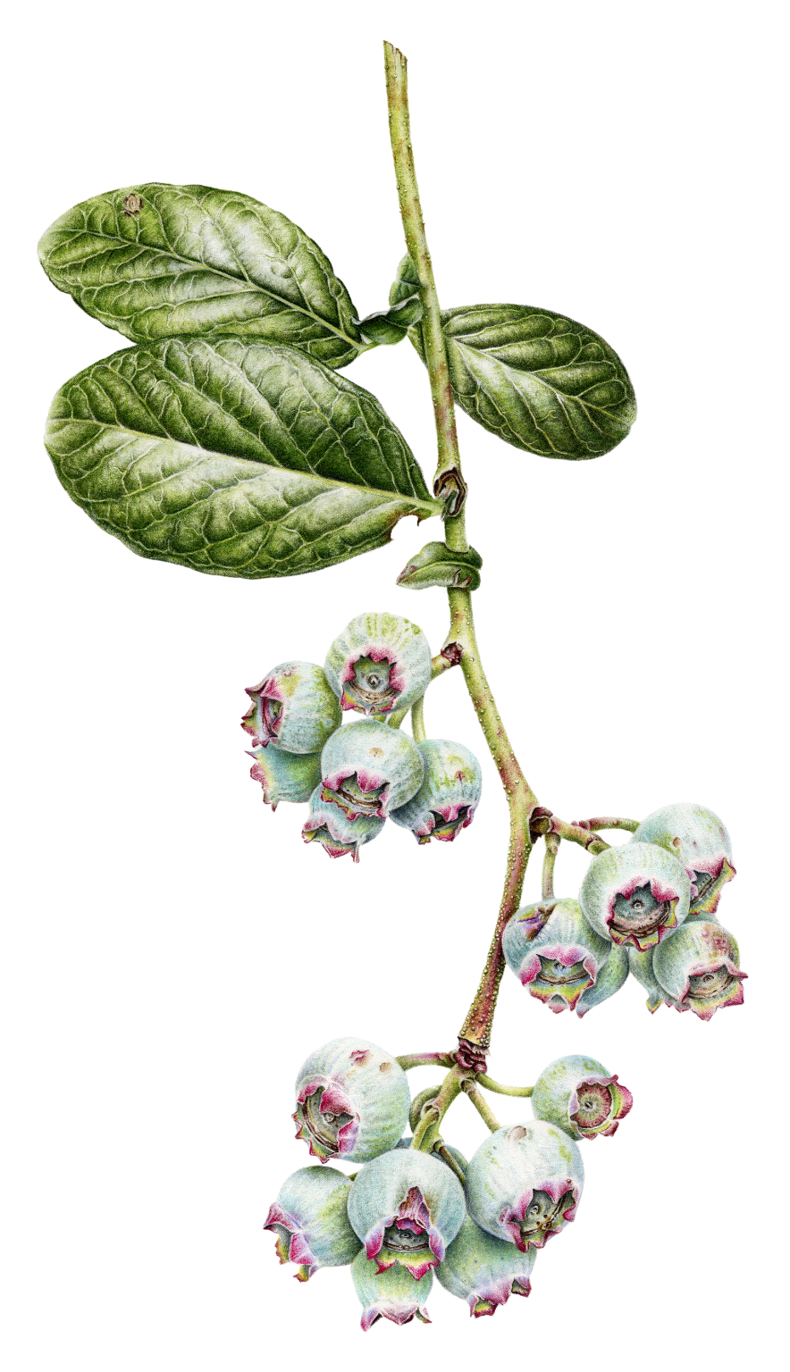 Immature Blueberries