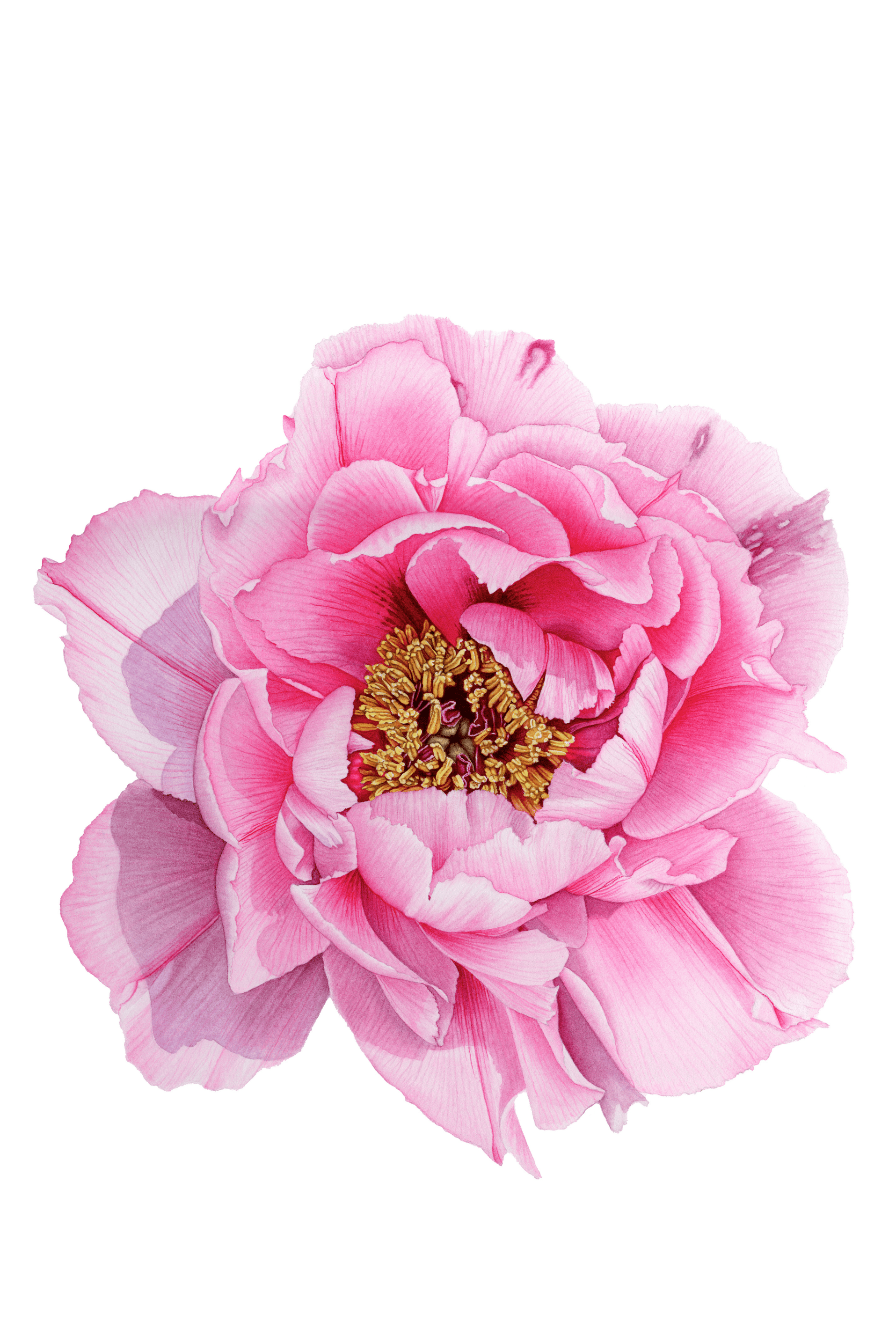 Tree Peony
