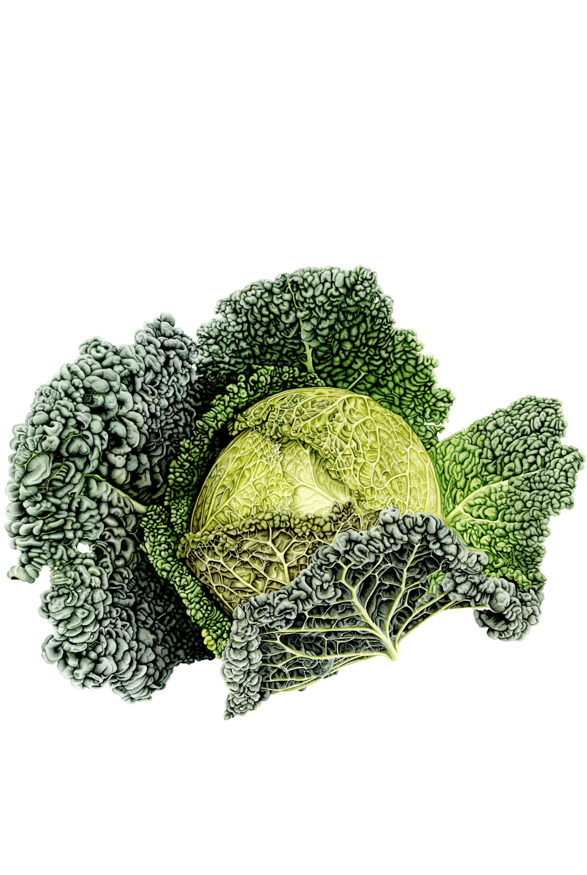 Savoy Cabbage