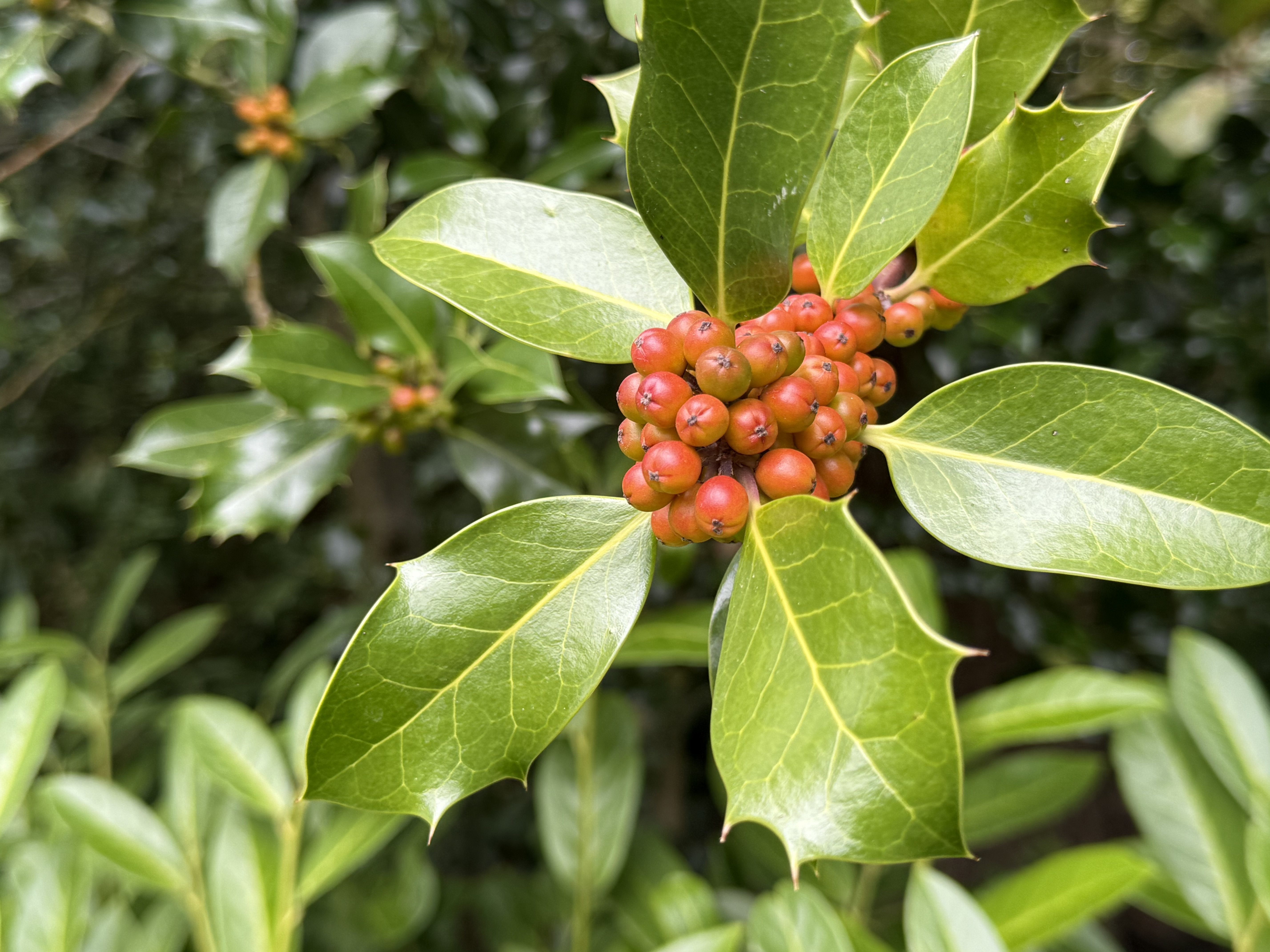 Exploring the Plants and Flowers of Witley Court and Gardens