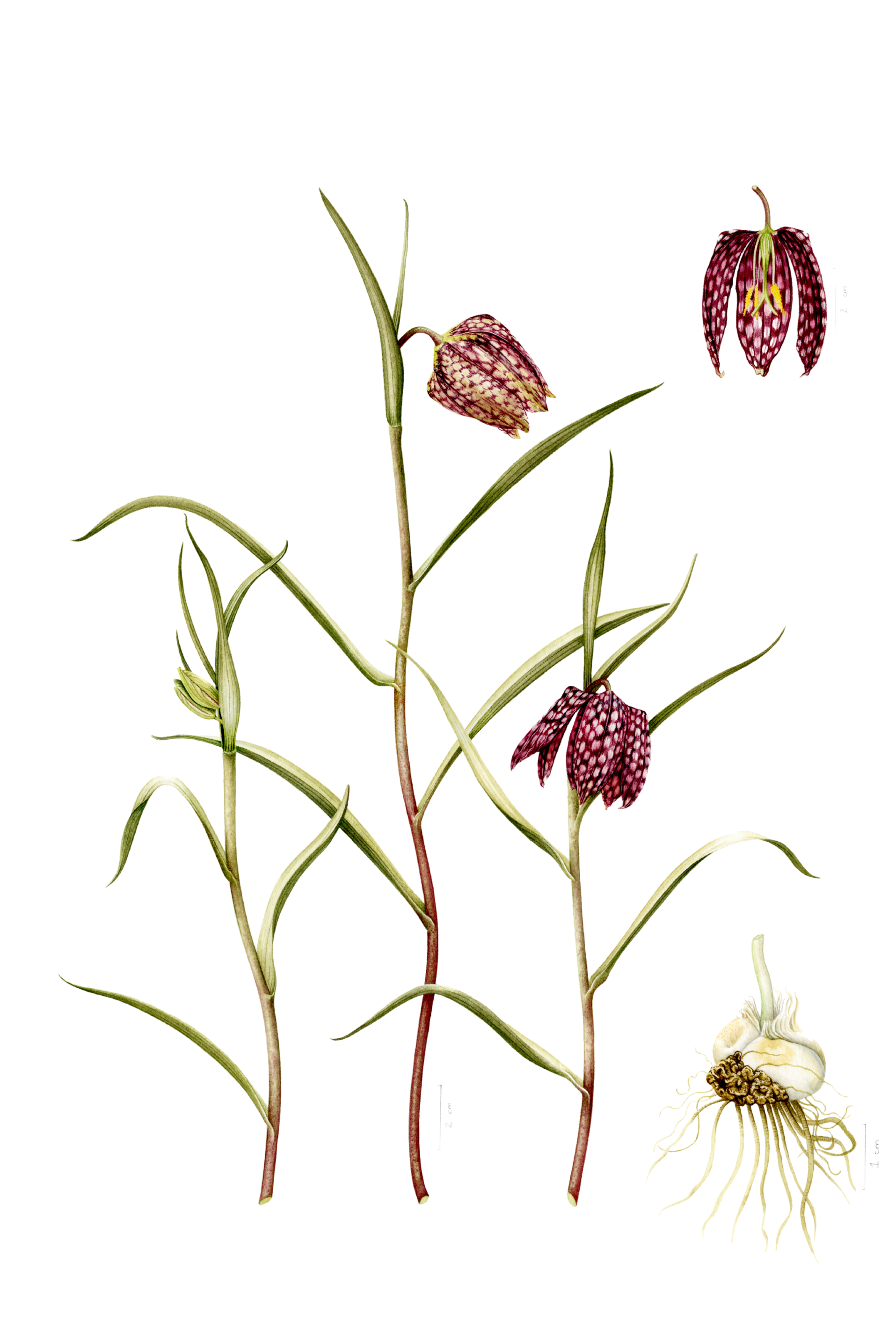 Snake's Head Fritillary