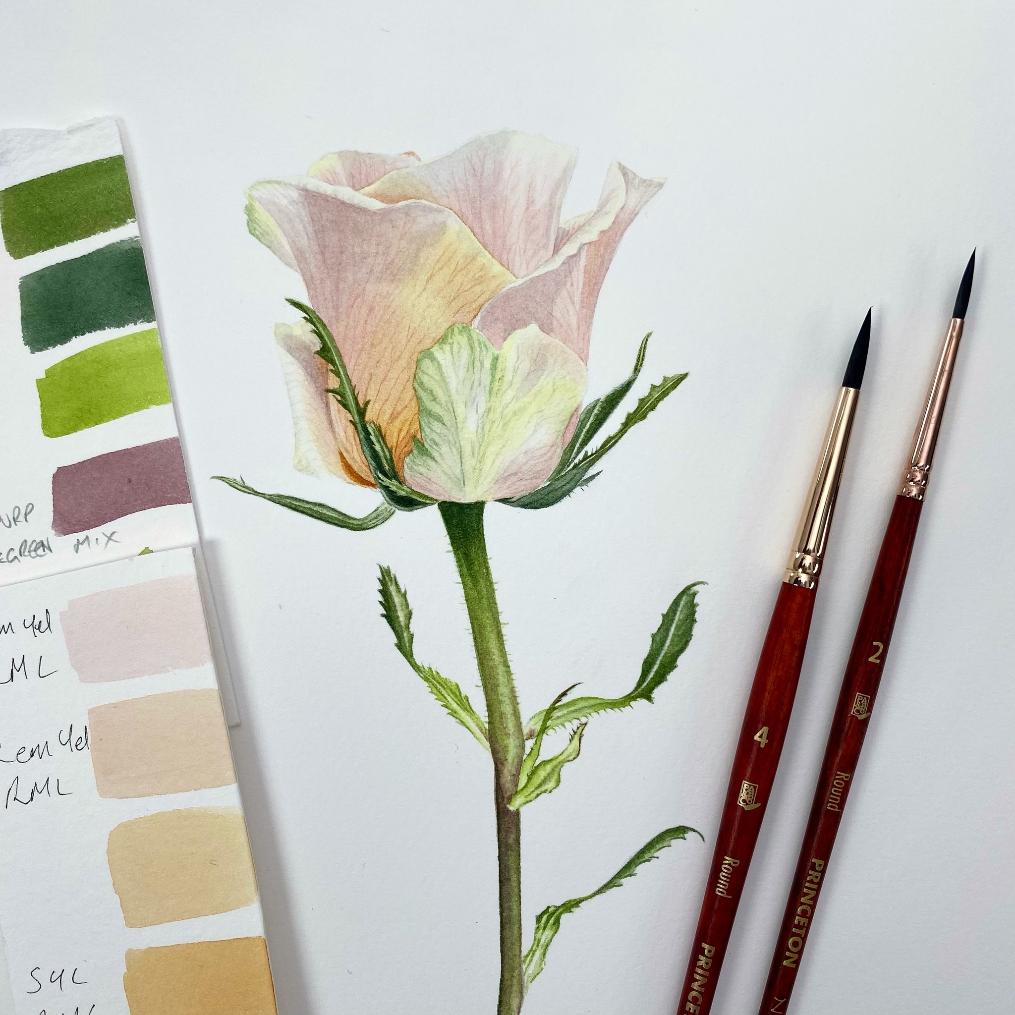 My Top Three Brushes for Botanical Art