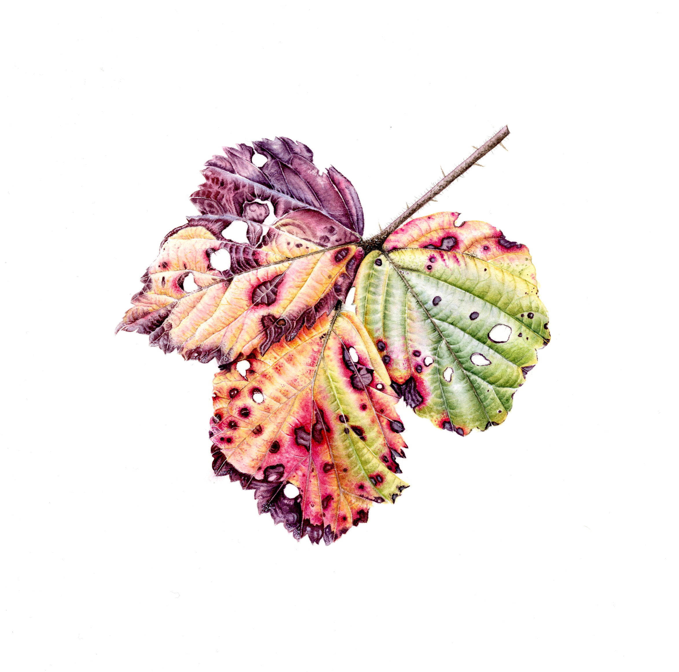 Plantae 2026: Award