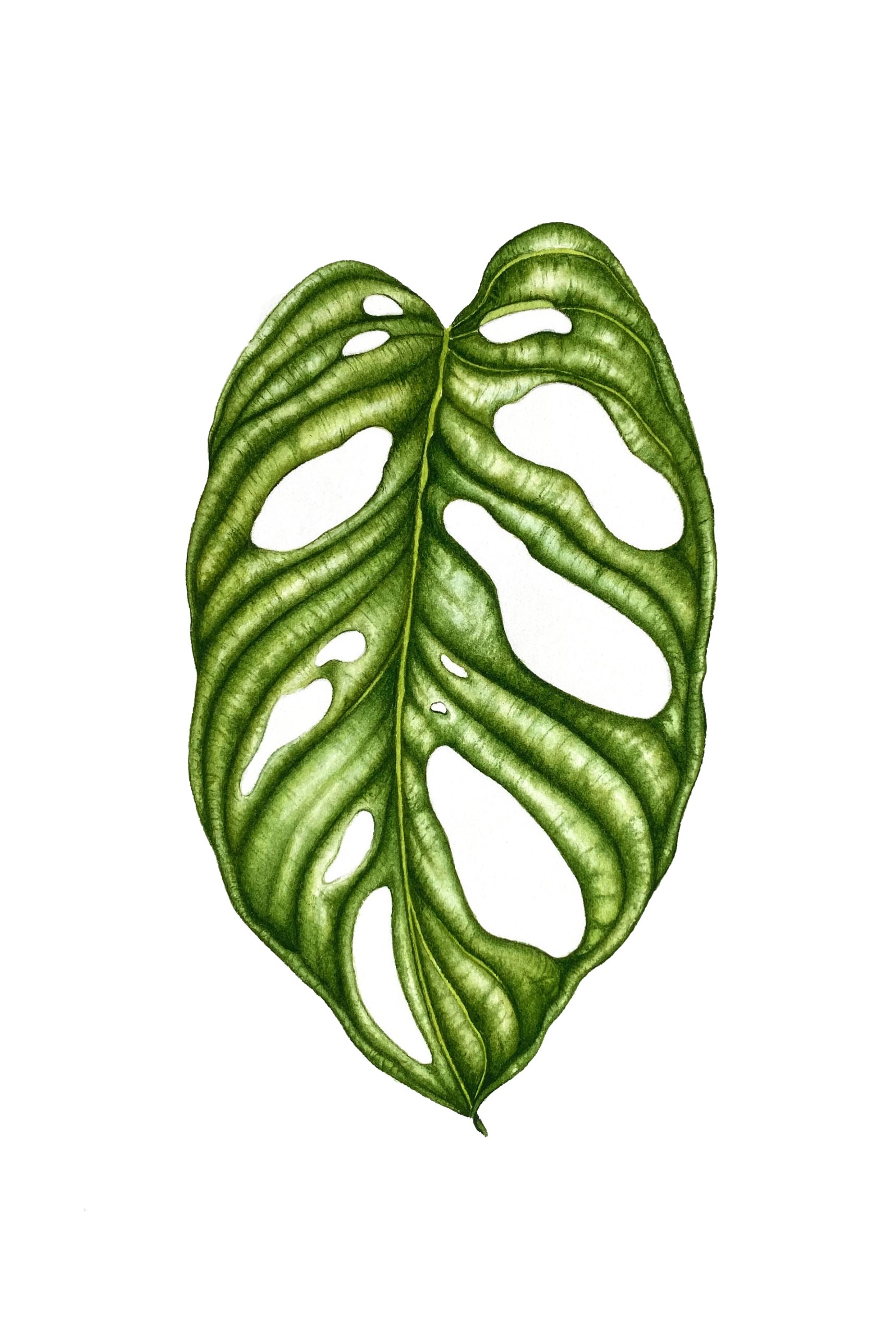 Monstera Postcard
