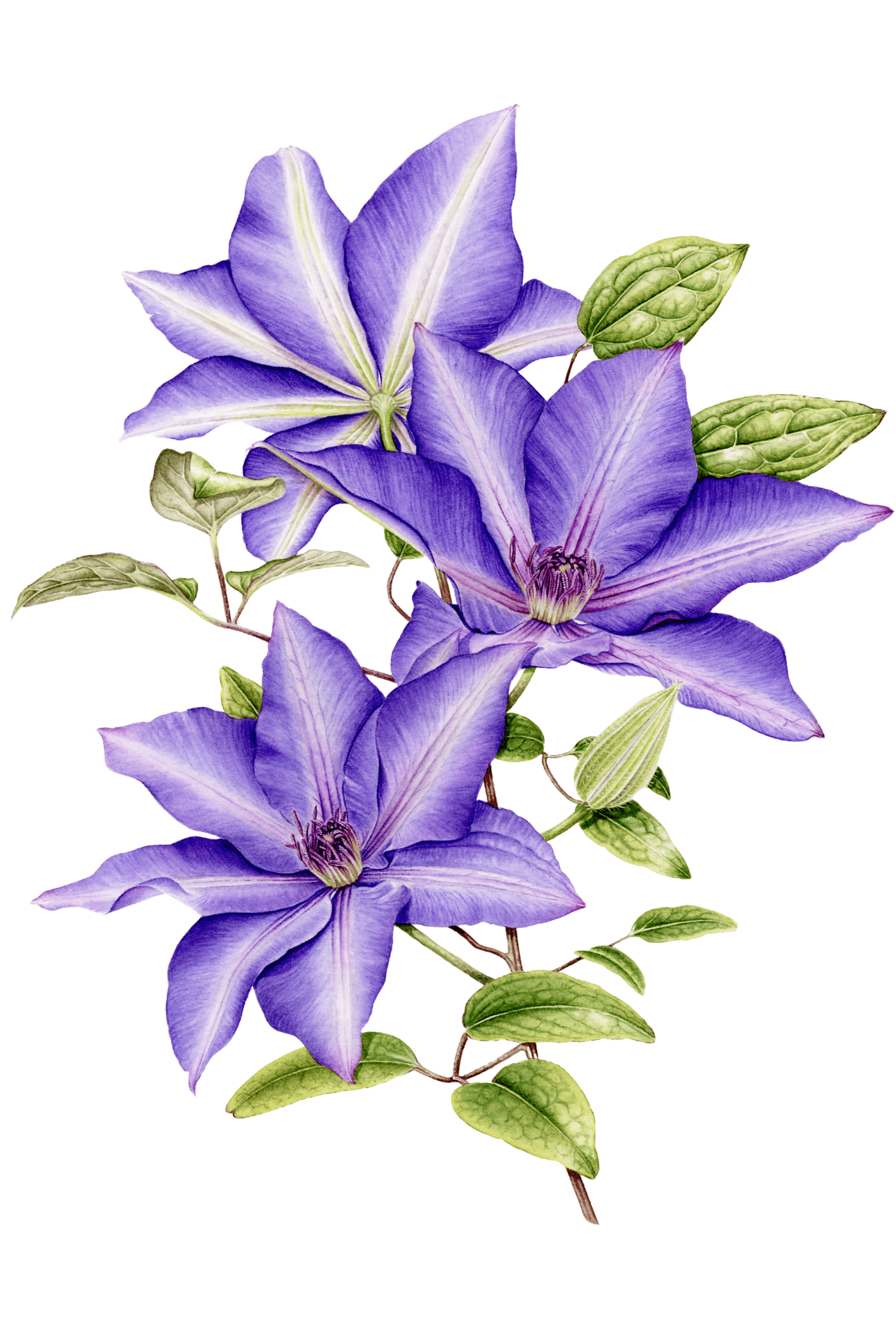 Clematis The President