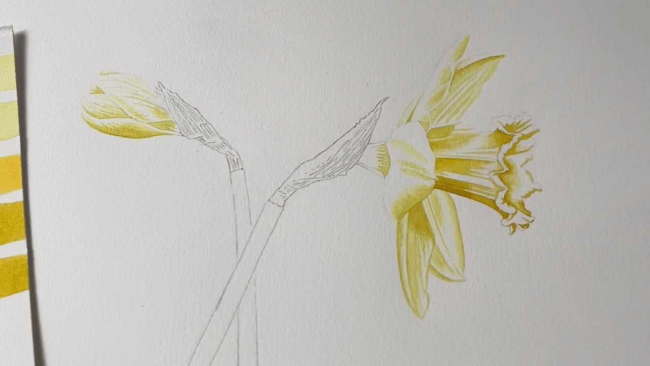 How to Paint a Daffodil in Watercolour: Step By Step