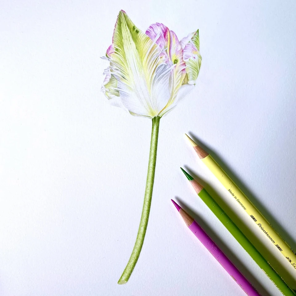 Cabanna Tulip