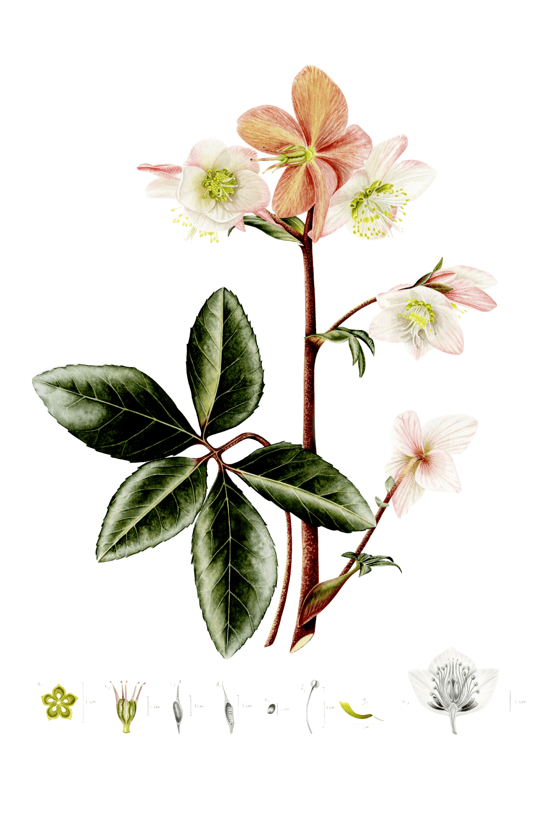 Hellebore (Diploma Piece)