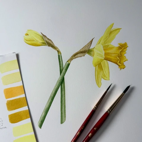 Daffodils in Waatercolour